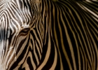 Zebra Look.jpg